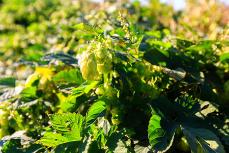green hops