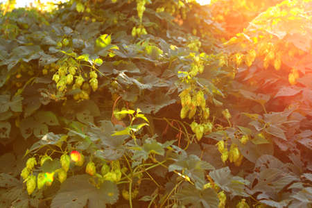 green hops