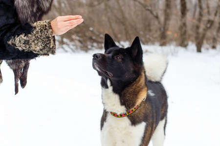 Female hand feeding a dog breed Akitaの写真素材