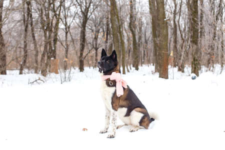 Akita dog breed in the winter with a scarfの写真素材