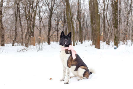 Akita dog breed in the winter with a scarfの写真素材
