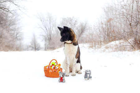 Akita dog breed sitting in the snow with toysの写真素材