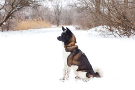 Akita dog breed with a black muzzle winter in the parkの写真素材