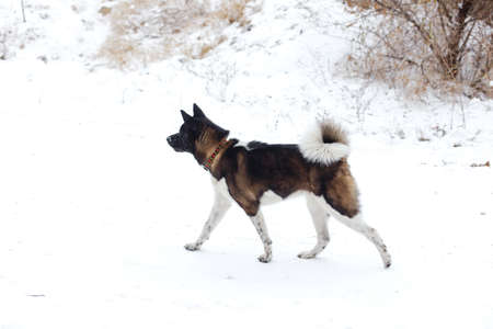 Akita dog breed with a black muzzle run  in the winter parkの写真素材