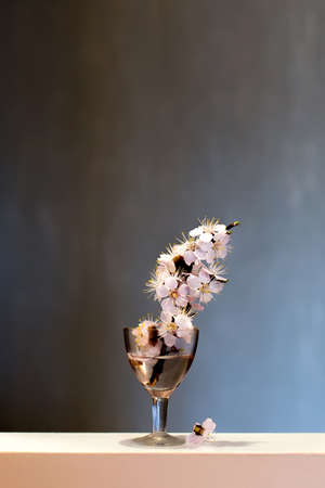 Blossoming tree branch in a wineglass on a dark backgroundの写真素材