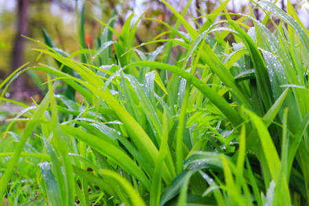 Fresh dew on the green grass closeupの写真素材