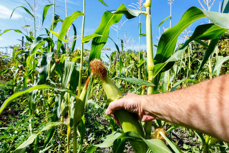 Man's hand holding the corn head