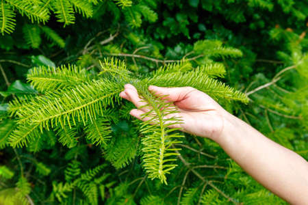 Female hand holding a branch of carpathian pine - smerekaの写真素材