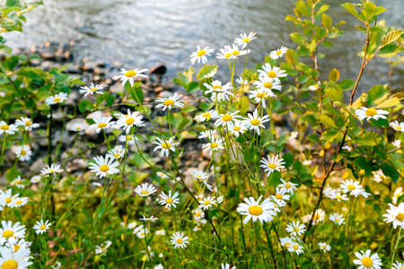 Wild daisy flowers on the banks of the river on a sunny day. shallow depth of fieldの写真素材