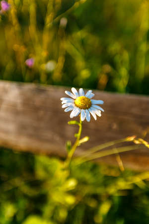 Wild chamomile flower through a wooden fence on a sunny day. shallow depth of fieldの写真素材