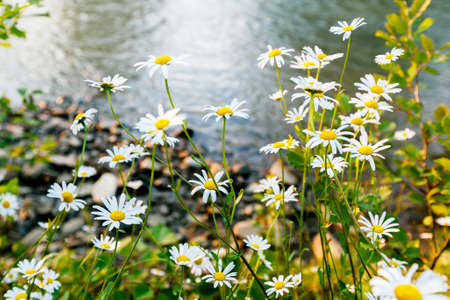 Wild chamomile flowers on the river bank on a sunny day. shallow depth of fieldの写真素材