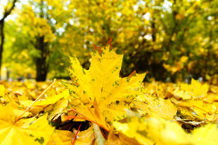 Yellow autumn leaves in beautiful fall park.の写真素材