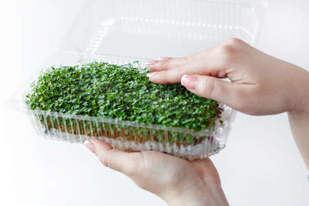 Woman holds and cares for sprouts of micro greens plants in a plastic box, hands close-up, isolated...