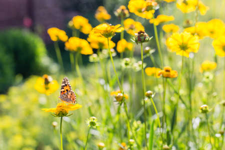 Butterfly on a yellow flowers at sunny summer day.