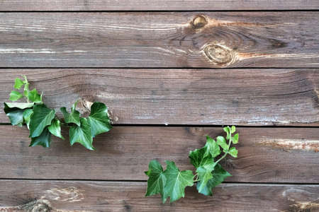 Texture of wooden fence with green leaves, horizontal logs frame background.の写真素材