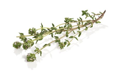 Isolated branch of thyme on the white backgroundの写真素材