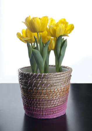 Yellow tulips in the flowerpot on the black backgroundの写真素材