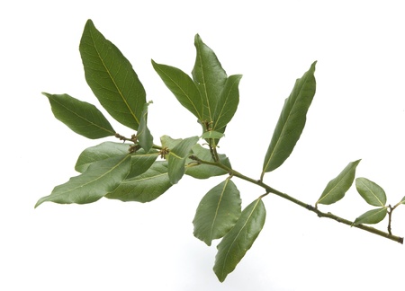 Isolated fresh green branch of laurelの写真素材
