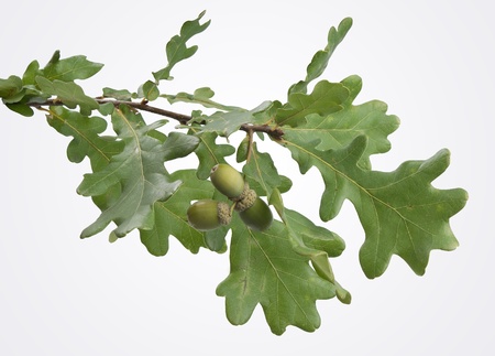 Isolated oak branch with three acorns on the gray backの写真素材