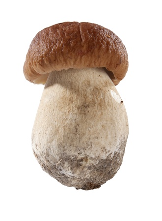 One isolated white mushroom on the white backgroundの写真素材