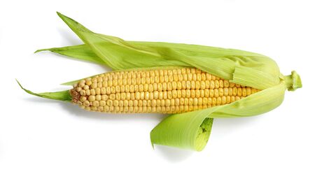 One isolated fresh corncob on the whiteの写真素材