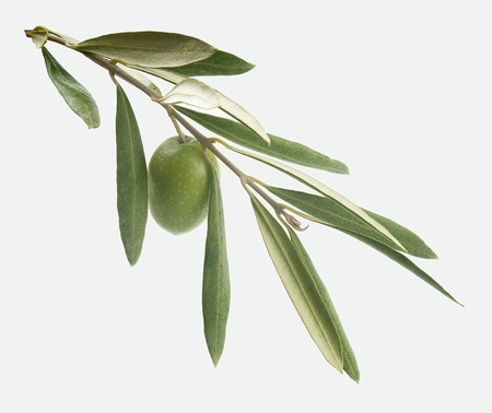 Green branch with leaves and one olive on the grayの写真素材