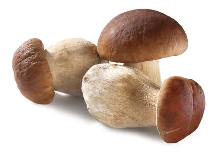 Three white mushrooms on the white backgroundの写真素材