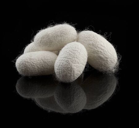 Some cocoons of the silkworm on the black backgroundの写真素材