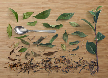 Fresh green tea branch, metal tea spoon and dried tea leaves on the wooden boardの写真素材