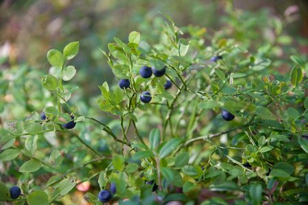 Green bush of blueberry with berries in the summer forestの写真素材
