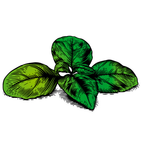 Ioslated leaves of fresh green basil on the white backgroundのイラスト素材