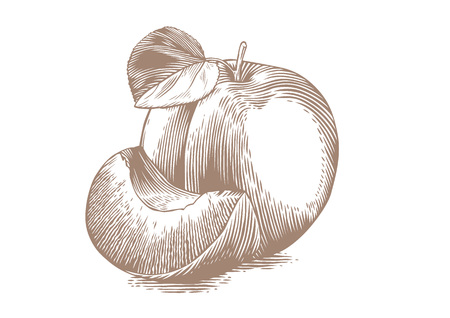 Drawing of whole apricot with fresh green leaf and apricot's pieceのイラスト素材