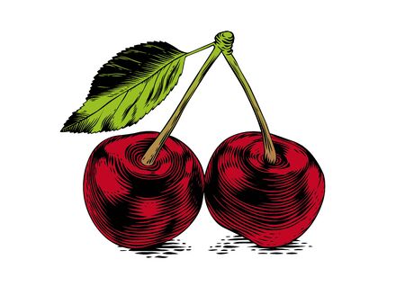 Drawing of two cheries with fresh leaf on the white backgroundのイラスト素材