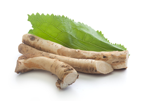 Isolated roots of horseradish and green leaf ont the whiteの写真素材