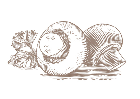 Drawing of two field mushrooms with parsley on the white backgroundのイラスト素材