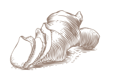 Drawing of ginger's root on the white backgroundのイラスト素材
