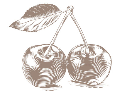 Drawing of two cheries with fresh leaf on the white backgroundのイラスト素材