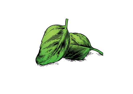 Drawing of two basil leaves on the whiteのイラスト素材