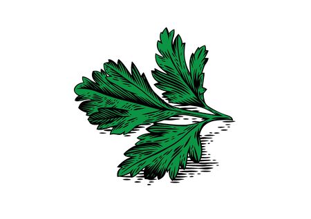 Drawing of fresh parsley leaves on the whiteのイラスト素材