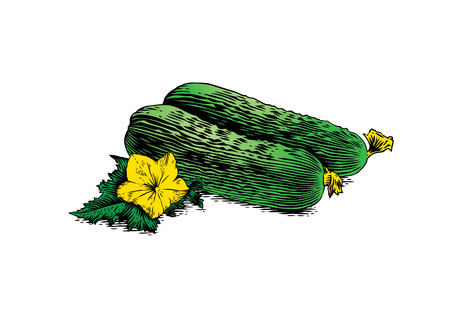 Two fresh cucumbers with flower and leaf on the white backgroundのイラスト素材
