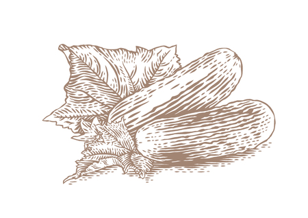 Drawing og two cucumbers with fresh green leaves and flowerのイラスト素材