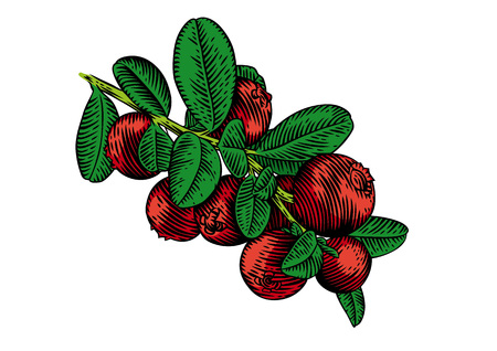 Drawing of branch of red whortleberry with leaves and berriesのイラスト素材