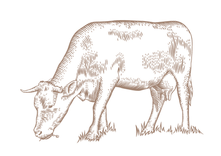 Drawing of the brown cow grazing on the green grassのイラスト素材