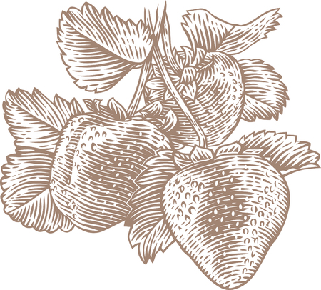Drawing of bush of strawberry with berries and leavesのイラスト素材