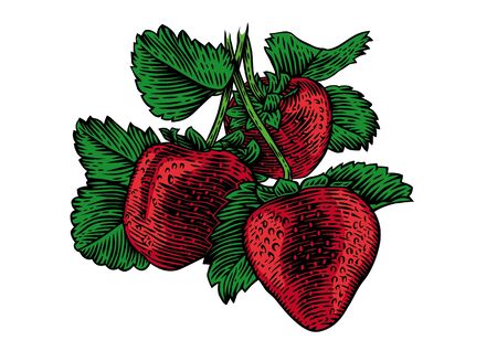 Drawing of bush of strawberry with berries and leavesのイラスト素材
