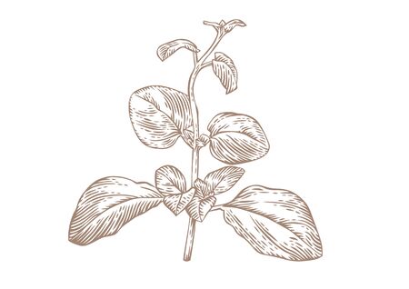 Drawing of fresh green branch of oregano on the whiteのイラスト素材