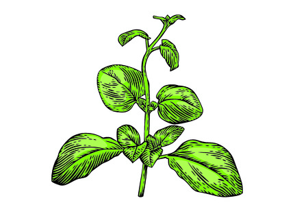 Drawing of fresh green branch of oregano on the whiteのイラスト素材