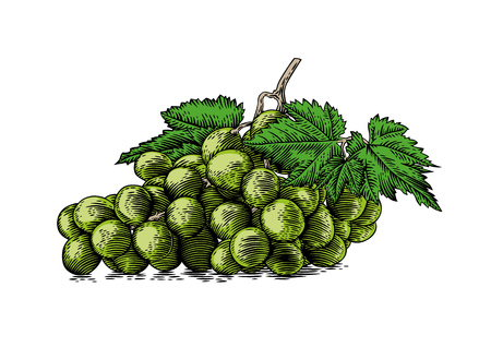 Drawing of bunch of white grapes with berries and green leavesのイラスト素材