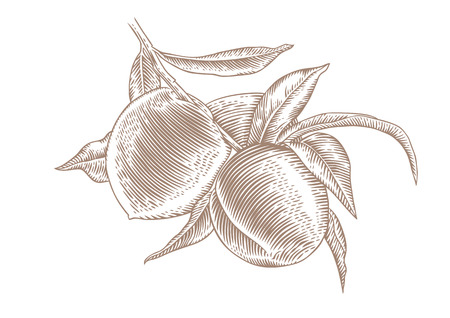 Drawing of peach branch with fruit and leavesのイラスト素材
