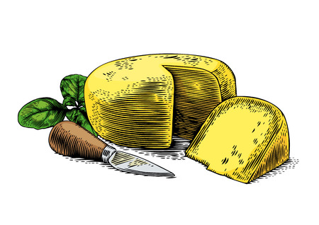 Drawing of head of cheese with cheese knife and fresh green basilのイラスト素材
